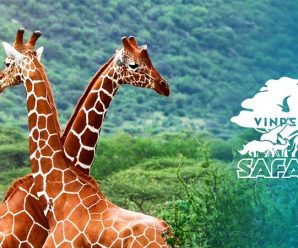 Bảng giá vé VinWonders+ Vinpearl Safari Phú Quốc – Số điện thoại đặt vé giá rẻ